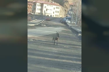 Dağ keçisi ilçe merkezine indi: Vatandaşları hayrete düşürdü 