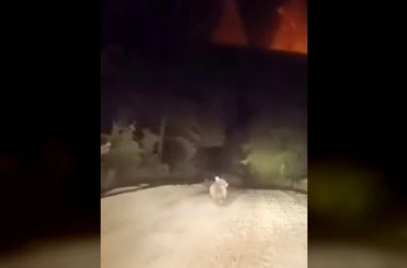 Dağ yolunda sürücüyle karşılaşan ayının panik anları 