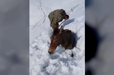 Dağda karda mahsur kalan katırlar kurtarıldı 
