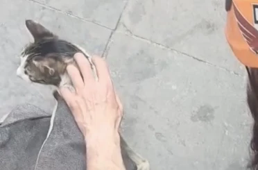 Dar alanda sıkışan kediyi DAK ekipleri kurtardı 