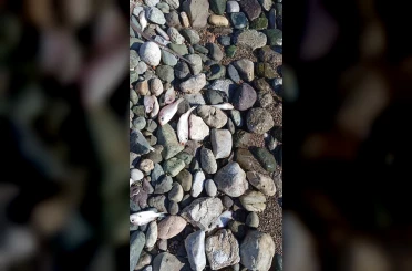 Datça’da çok sayıda ölü balık kıyıya vurdu 
