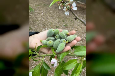 Datça’nın ünlü ‘çağla badem’i tezgaha inmeye hazır 