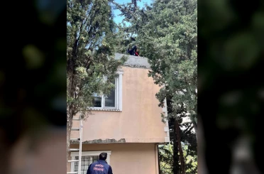 Defne’de ağaçta mahsur kalan kediyi itfaiye kurtardı 