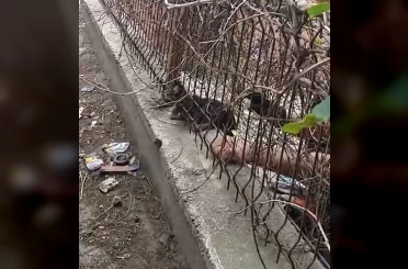 Demir korkuluklara sıkışan kediyi itfaiye ekipleri kurtardı 