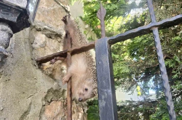 Demir korkuluklara takılan kirpi, tedavi altında 