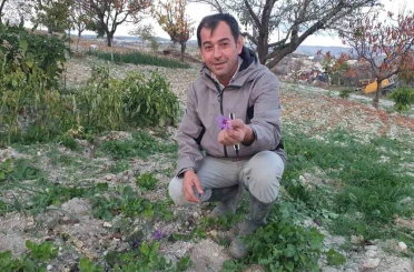 Demirci’de safran çiçeği yetiştirildi 