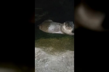 Denizden çıkıp balık yediler, yeniden kayboldular 