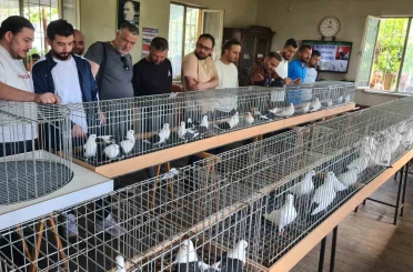 Denizli azman güvercinleri güzellikleriyle mest etti 