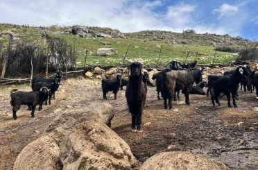 Denizli’de küçükbaş hayvancılık yetiştiriciliği giderek azarlıyor 