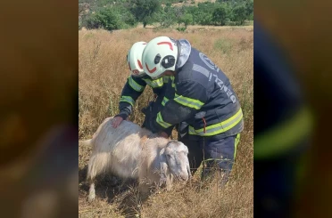 Denizli’de kuyuya düşen keçileri itfaiye kurtardı 