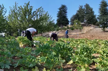 Deprem sonrası hayatını yeniden inşa etti, köyüne döndü: Şimdi kabak yetiştiriyor
