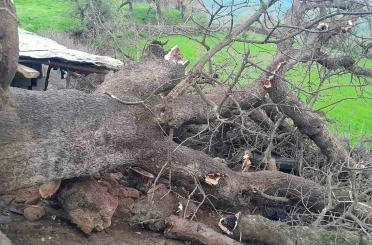 Derecik’te üzerine ağaç devrilen ağıldaki 4 keçi telef oldu 