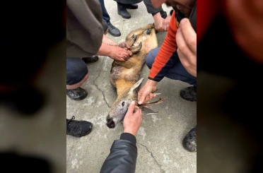 Derede mahsur kalan karaca kurtarıldı 