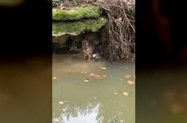 Dereye düşen köpek duyarlı vatandaş sayesinde kurtarıldı 