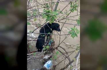 Dereye düşen köpek zorlu operasyonla kurtarıldı 