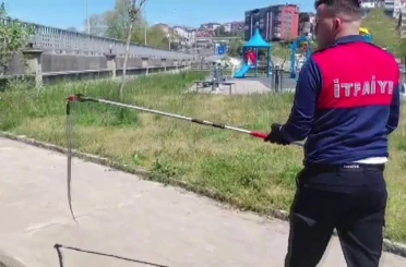 Dernek binasına giren yılanı itfaiye yakalayıp doğaya saldı 