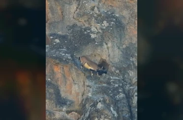Dev boynuzları engel olmadı: Dağ keçisi dar mağaraya böyle girdi 