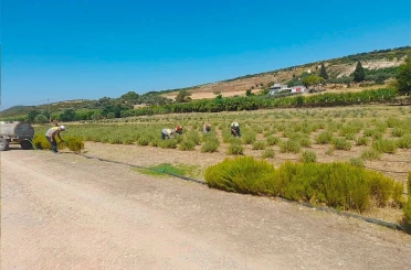 Didim Belediyesi fidanlığında üretim büyüyor 