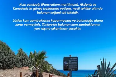 Didim Belediyesi Kum Zambağı’nı koruma altına aldı
