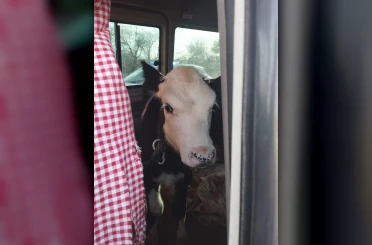Didim’den kaçan hayvan hırsızları Konya’da yakalandı