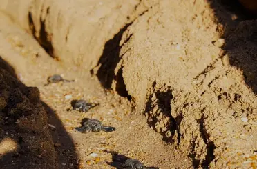 Didim’de Caretta caretta yuvasından 82 yavru denize ulaştı
