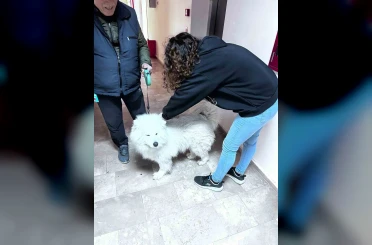 Didim’de evcil hayvanlar aşılanıyor 