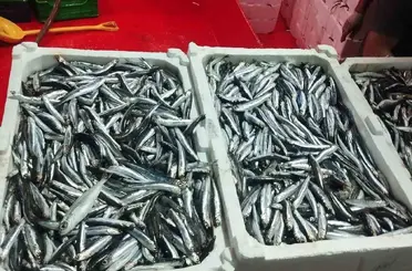 Didim’de hamsi denetimi sürüyor
