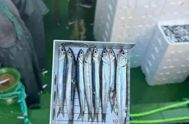 Didim’de ’Hamsi Kotası’ denetimi yapıldı
