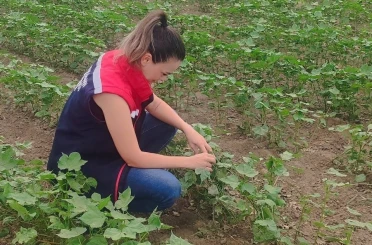 Didim’de pamuğun gelişimi takip edildi 