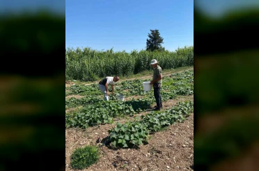 Didim’de salatalıklardan numuneler alındı 