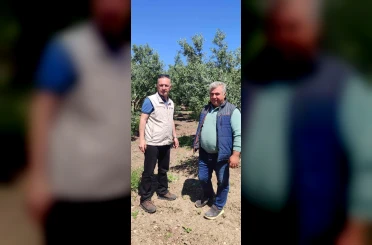 Didim’de zeytin üreticilerine zararlı uyarısı 