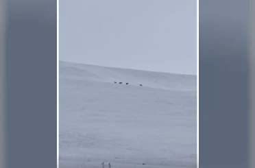 Diyadin’de kurt sürüsü görüldü 