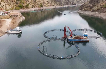 Diyarbakır’da 500 ton kapasiteli tesisten dünyaya "Mezopotamya somonu" gönderilecek 