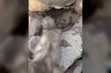 Diyarbakır’da bitkin halde bulunan gelincik, vatandaşlar tarafından görüntülendi 