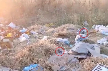 Diyarbakır’da boş arazideki çöpler fare yuvasına döndü 