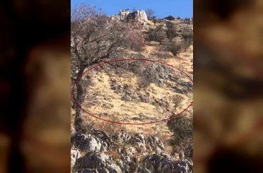 Diyarbakır’da dağ keçileri sürü halinde görüntülendi 