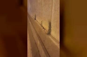 Diyarbakır’da dev yılan paniği 