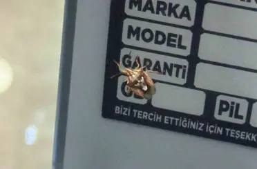 Diyarbakır’da görenleri şaşırtan böcek: Sırtında adeta yüz var
