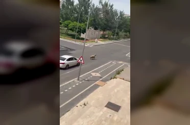 Diyarbakır’da kaçan kurbanlık trafiğin altını üstüne getirdi 
