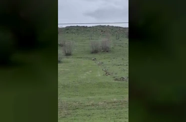 Diyarbakır’da kurt sürüsü görüntülendi 