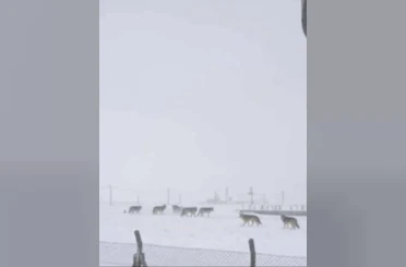 Diyarbakır’da kurtlar yerleşim yerlerine indi 