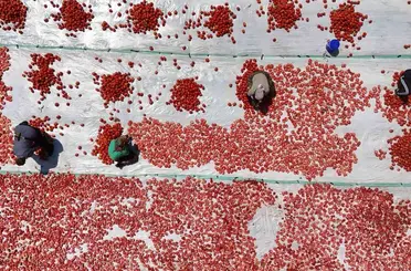 Diyarbakır’da mevsimlik işçilerin yaptığı iş kavurucu sıcak gerektiriyor
