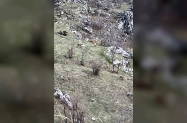 Diyarbakır’da nesli koruma altında olan dağ keçileri görüldü 