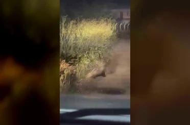 Diyarbakır’da nesli tükenme tehlikesi altında bulunan oklu kirpi görüntülendi 