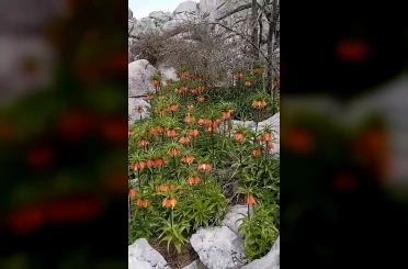 Diyarbakır’da ’ters laleler’ doğayı renklendirdi 