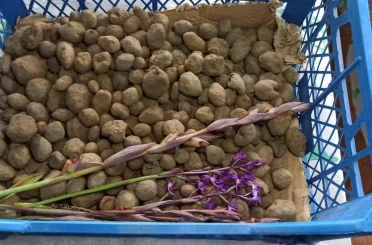 Doğa yürüyüşünde bulduğu salep orkidesi hayatını değiştirdi: 60 bin fideyle salep üreticisi oldu 