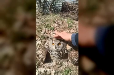 Doğada bulduğu puhu kuşunu ‘fıstık’ diyerek sevdi 