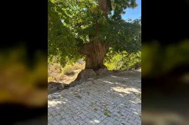 Doğadan ilham alan yarışma 