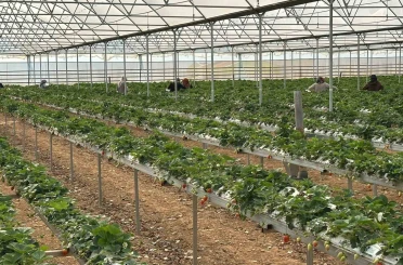 DOĞAKA’nın desteklediği projede çilekler hasat edilmeye başlandı 
