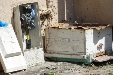 Doğal gaz kutusuna yuva yapan arılar tedirgin etti 